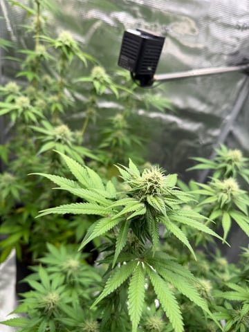  Trying to go big — flower, day 106