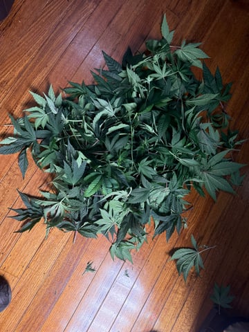 tropickle — flower, day 45