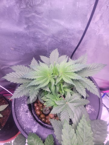 Making Crosses  — vegetative, day 72