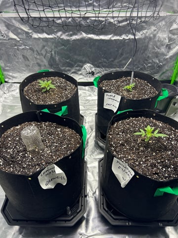 Barney’s Farm /Fast Buds — seedling_rooting, day 17