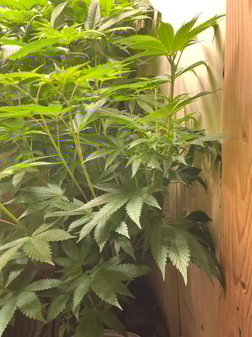 AK Clone — flower, day 71