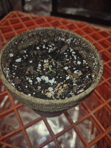 OG Kush Auto — seedling_rooting, day 29