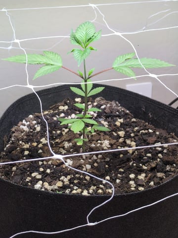 Audrey III — vegetative, day 49