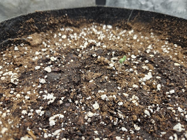 Scary Berries — seedling_rooting, day 8