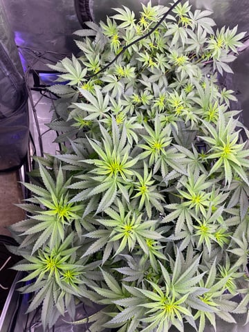 E Grow  — flower, day 3