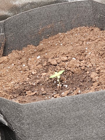 mimosa punch  — grow_setup, day 1