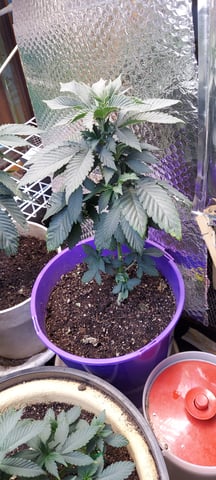 Reboot trial — vegetative, day 82