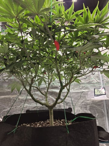  Insane OG — flower, day 78