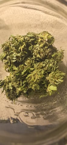 Watermelon Auto — done, day 125