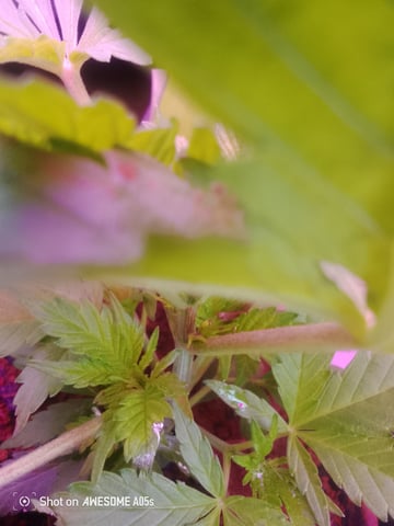 Rra Phula  — vegetative, day 43