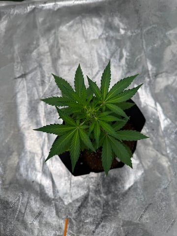 white runtz auto flower — vegetative, day 30