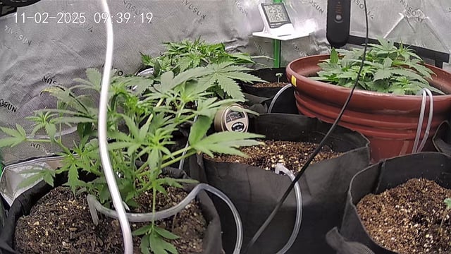 Bruce Banner (Auto) — vegetative, day 22