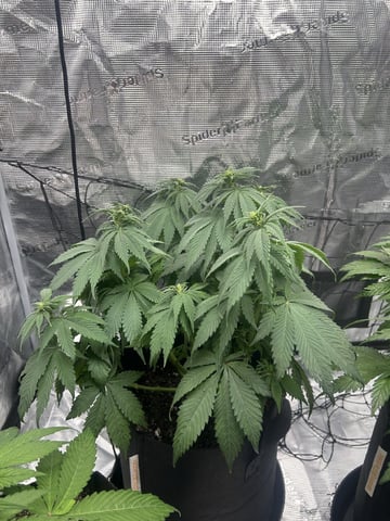 2025-26 harvest INDOOR — flower, day 91