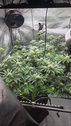 ethos genetics  — flower, day 95
