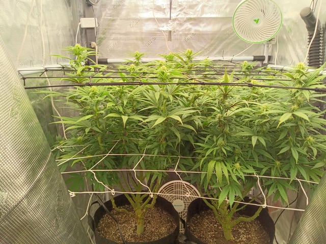 Starfighter/Ohio Guptilla Hybrid — flower, day 5