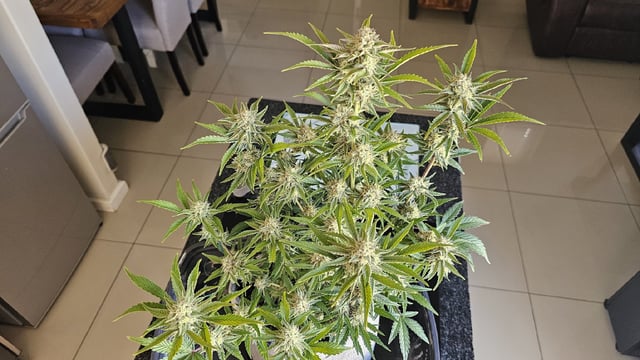 Autos For The Rest Of Winter 🔥🔥😉 — germination, day 26