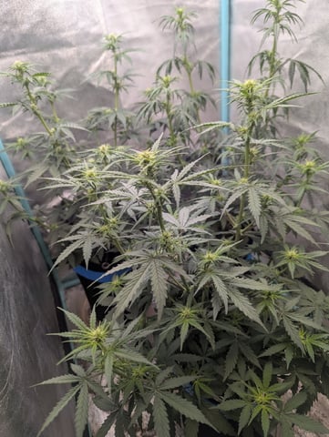 Autos — vegetative, day 30