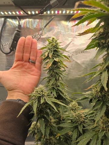 Northern lights #10 2nd plant (Selkies) — flower, day 82