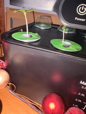 Rc Exotics — seedling_rooting, day 10