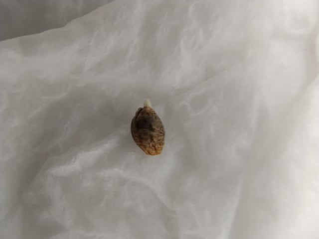 First grow — germination, day 1