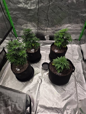 Summer 2026 Grow — vegetative, day 6