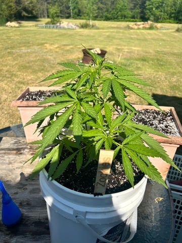 First ever grow — flower, day 51