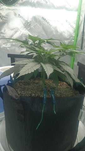 Critical Purple Kush — vegetative, day 52