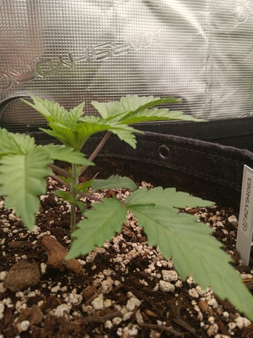 HP CC — vegetative, day 24