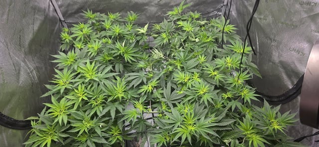 Lime Rian. — flower, day 47