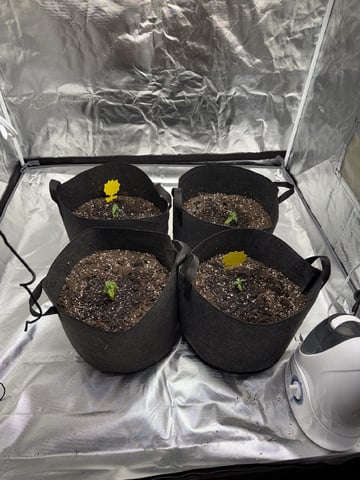 Grow #2 — seedling_rooting, day 23