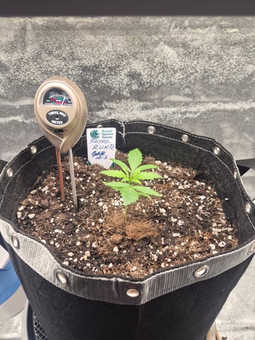I'll get it right — vegetative, day 20