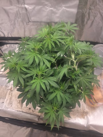 first grow — flower, day 62