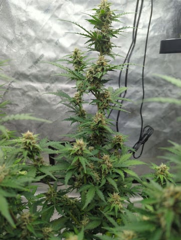 Autos — flower, day 48