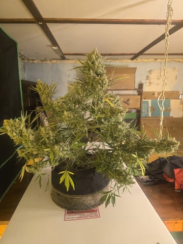 Autos AGAIN — flower, day 83
