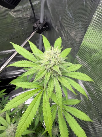  Trying to go big — flower, day 111