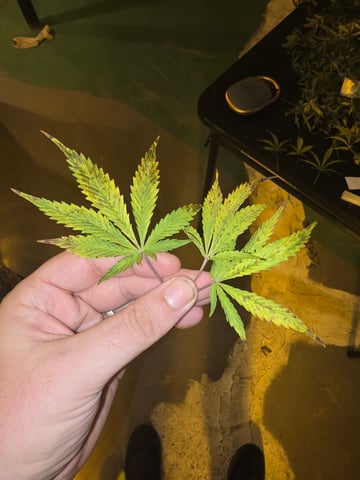 2nd Autoflower Indoor Grow — flower, day 62