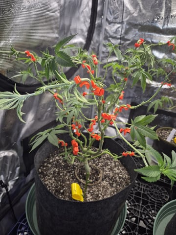 Grow 1 2026 Dream Widow — vegetative, day 80