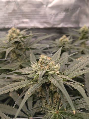 Pineapple express — flower, day 45