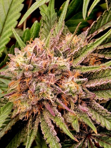 (4)autos  — flower, day 44