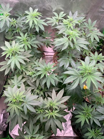 Papaya Frosting  — vegetative, day 59