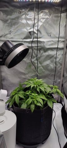 Auto OG Cush — vegetative, day 25