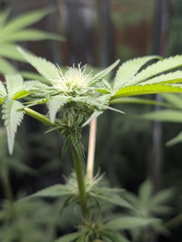 B E A utiful  — flower, day 75