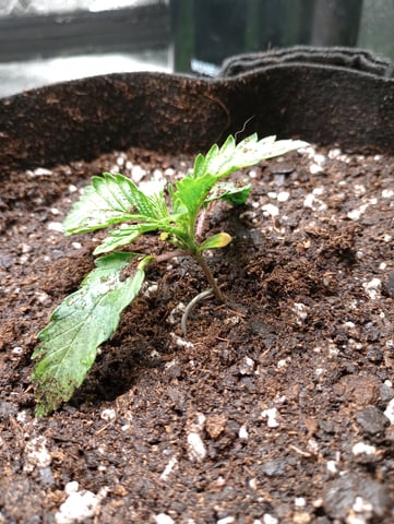 All Aboard!!! — vegetative, day 13