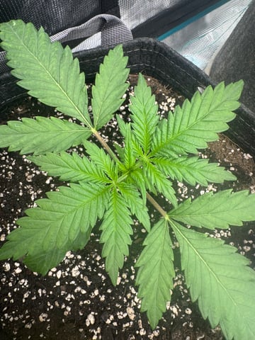  Amnesia Haze — vegetative, day 4