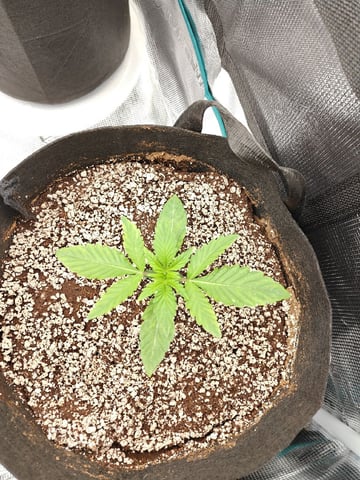 Best Autoflowers  — seedling_rooting, day 2