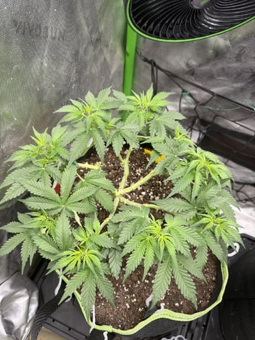 Midsummer Outdoor — flower, day 45