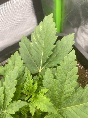 GSC First grow — vegetative, day 4