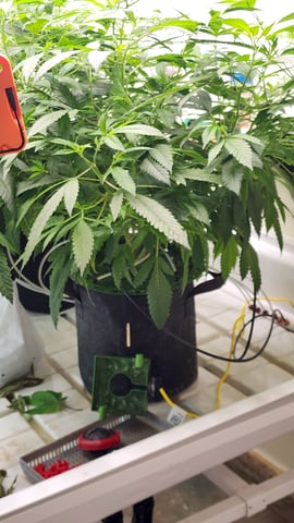veg tent adventures! — vegetative, day 33