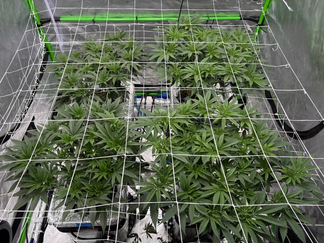 First Grow (Hydro) — vegetative, day 74