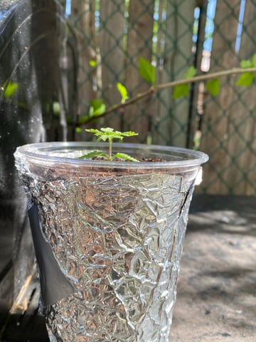 My First Grow — vegetative, day 31